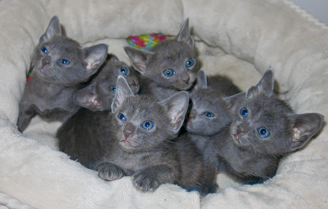 Dixie's kittens at five weeks